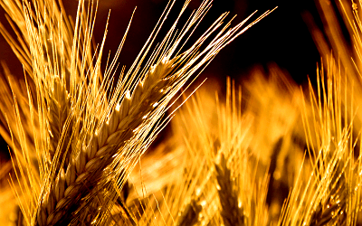 Wheat