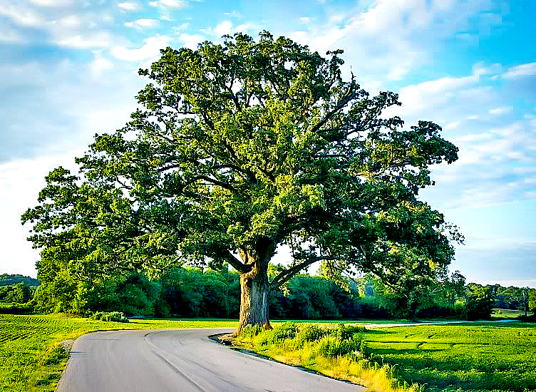 Bur_Oak_Tree_1-new-1