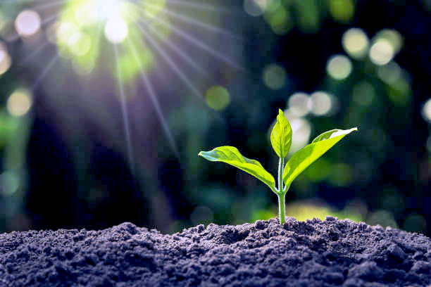young plant growing in garden with sunlight