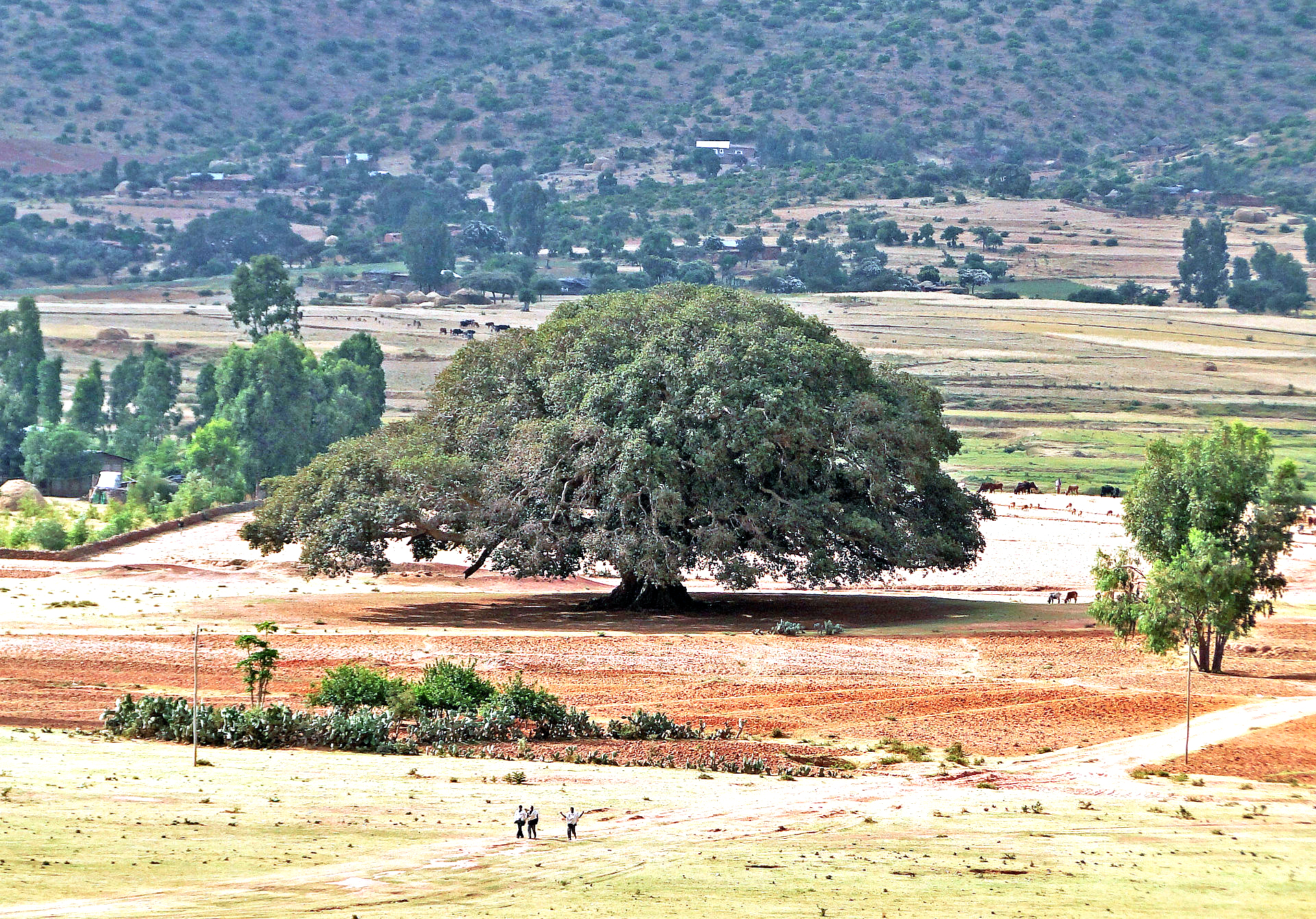 Sycomore_in_Ethiopia