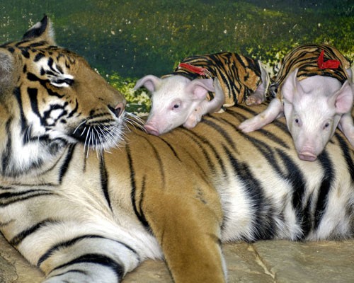 unusual-animal-friendships-tigerpiglets